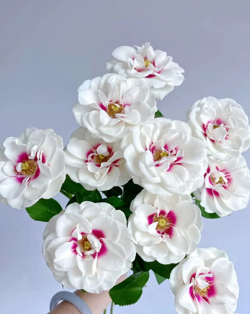 【 桥边之约玫瑰链接】鲜切花美观养护