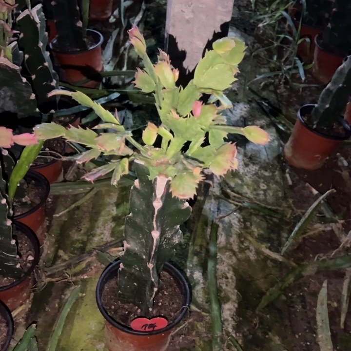 通***姐当前无花栽培后可以开花荷花妹妹1984