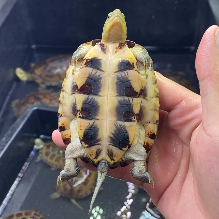 不分公母绿毛龟8厘米清塘苗