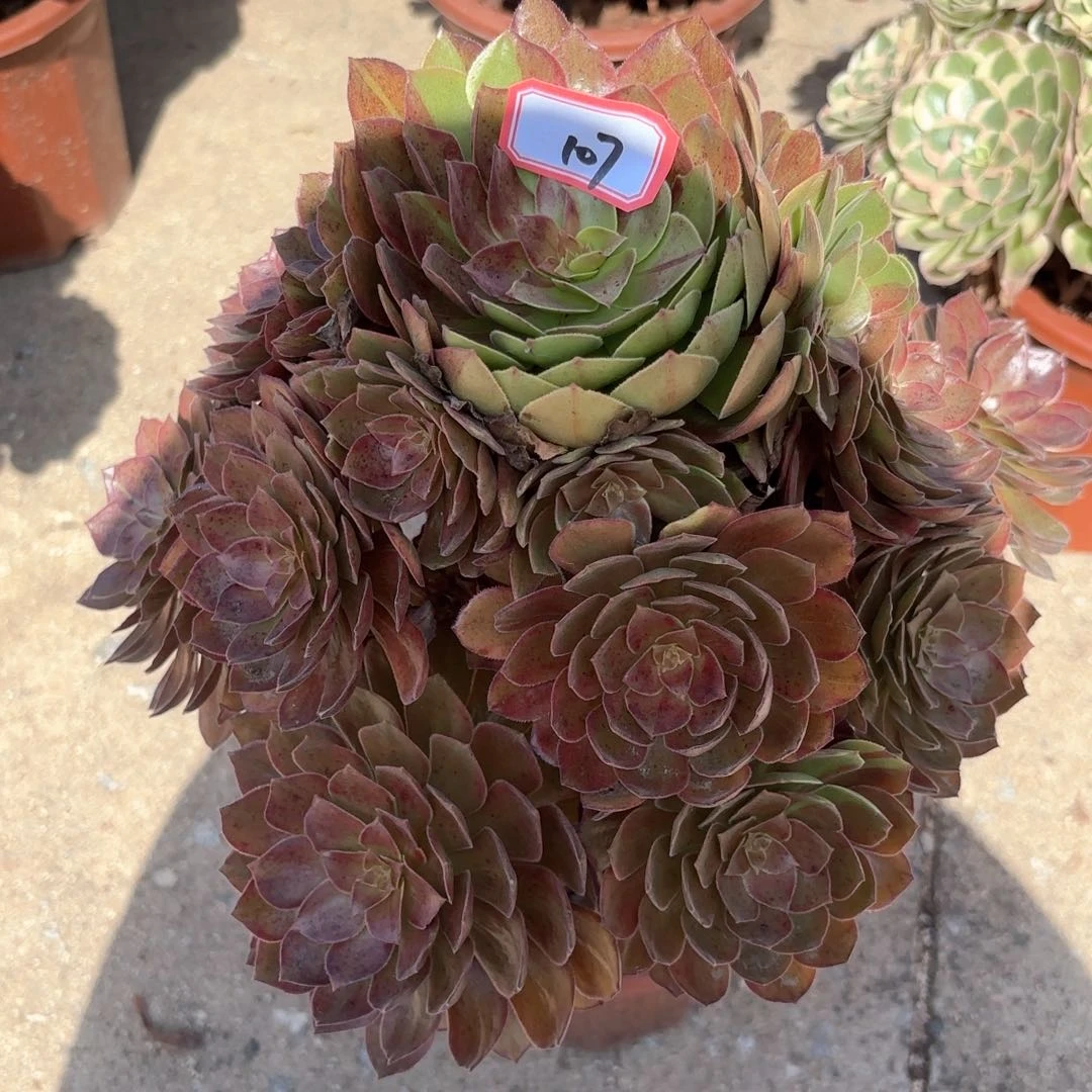 全部花朵大*儿107万灰多肉植物