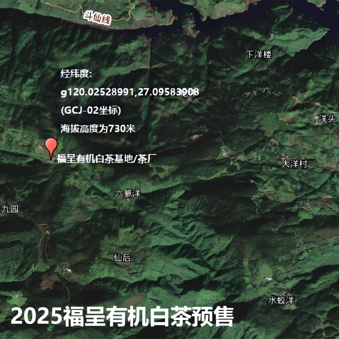 福呈茶2025年森林公园有机白茶预售（林山瑞草系列）磻溪大洋山