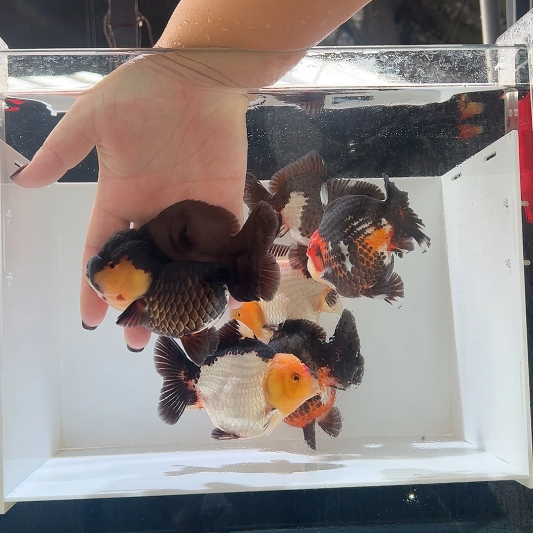 淡***海水鱼淡一条黑锅盖头玛丽