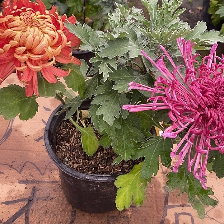 完全开放Z77777777