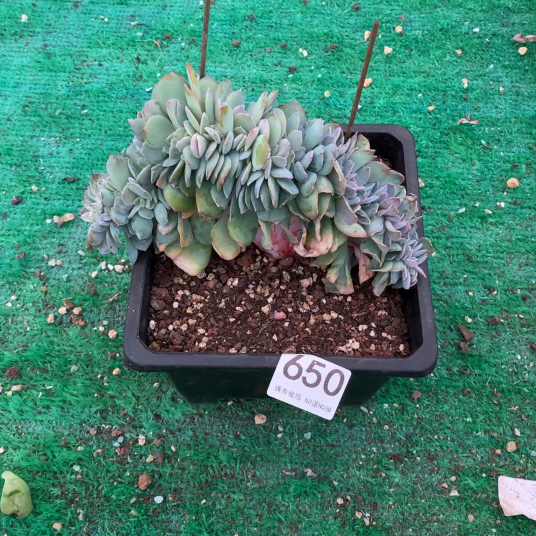 650白凤缀多肉植物