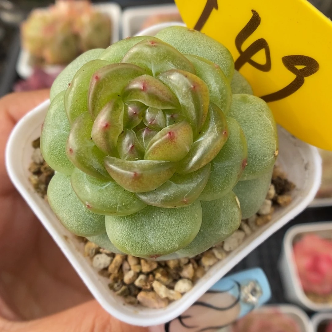透心珍妮可拍949号。