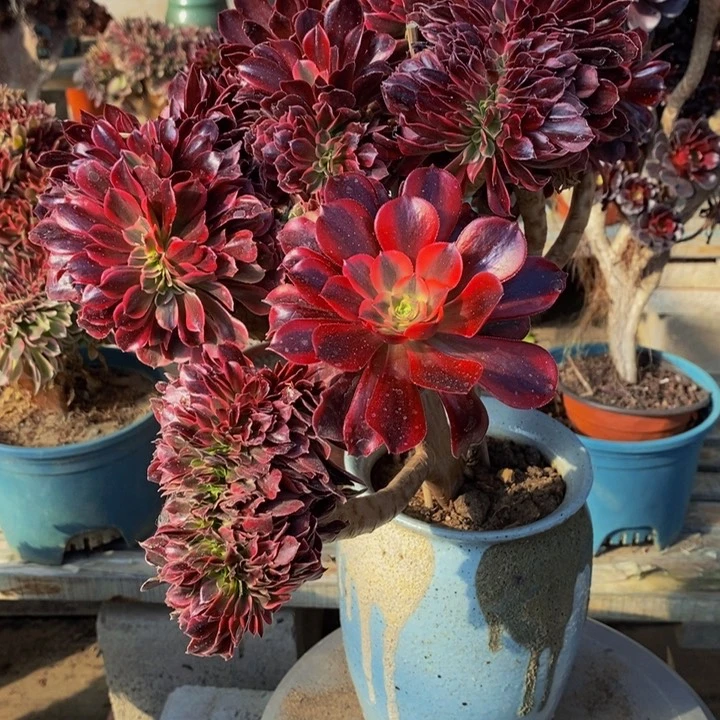 美杜莎缀化多肉1颗