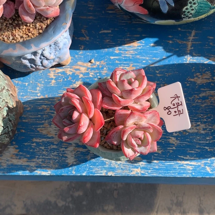 奶油泡芙老桩多肉寄养