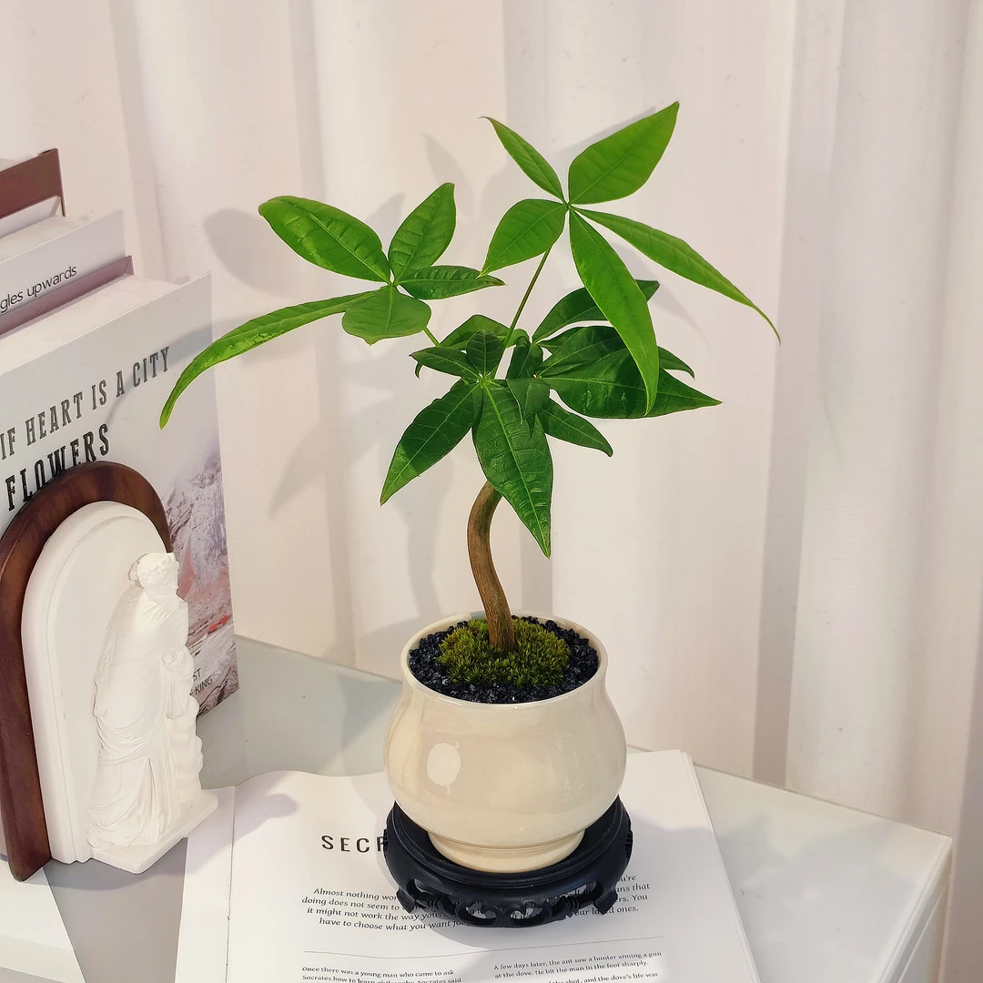 办公室单杆发财树小盆栽室内招财盆栽植物桌面绿植客厅净化空气