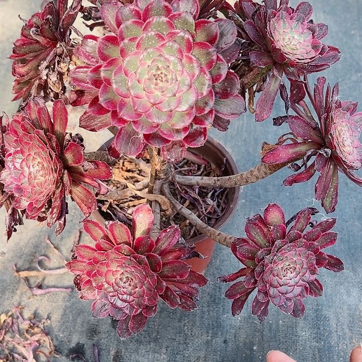 蓝狐20米法师系列