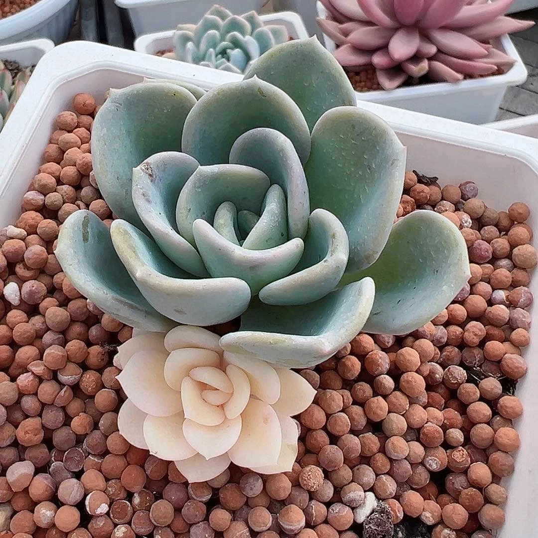 美尻锦，阴阳锦多肉