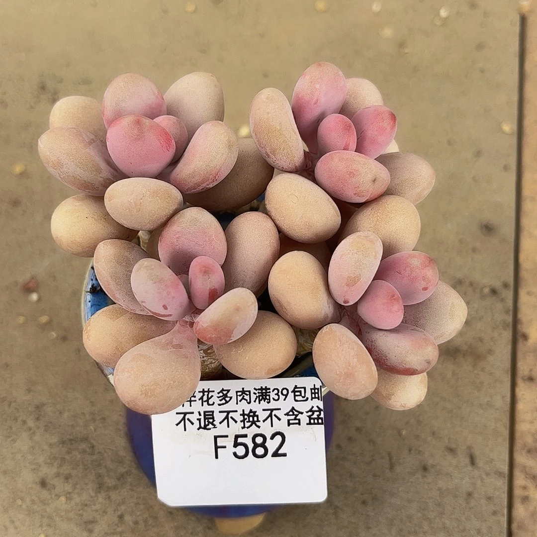 582-糖果桃蛋多肉6cm