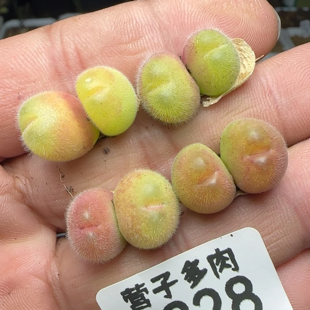 长毛4颗双头。