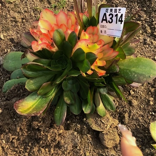 314多肉发是寄养