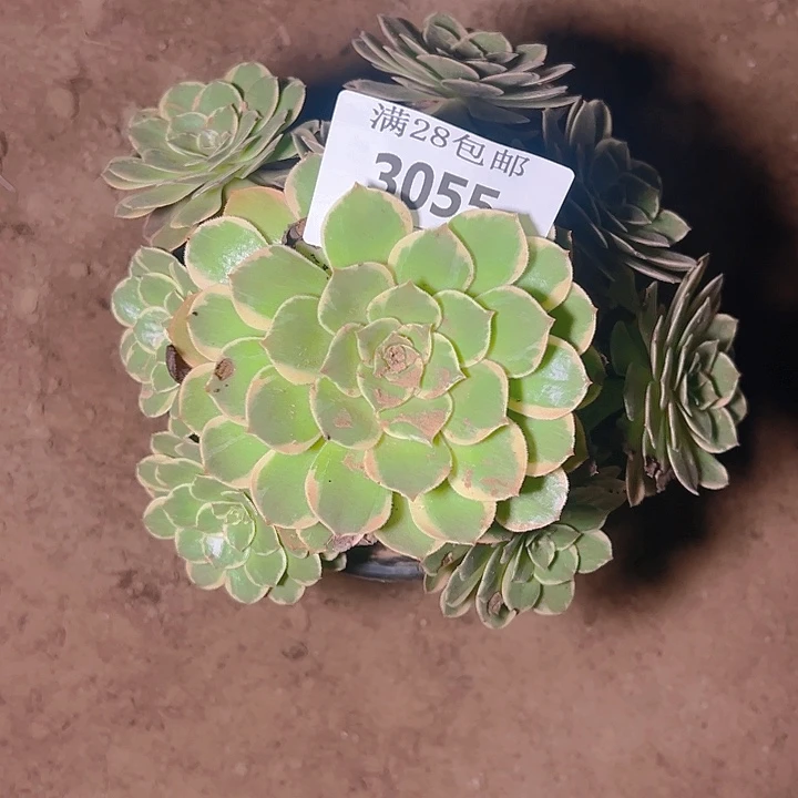 3055粉花妖多肉植物
