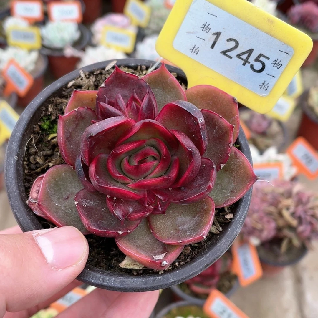 【闪购商品】1245号