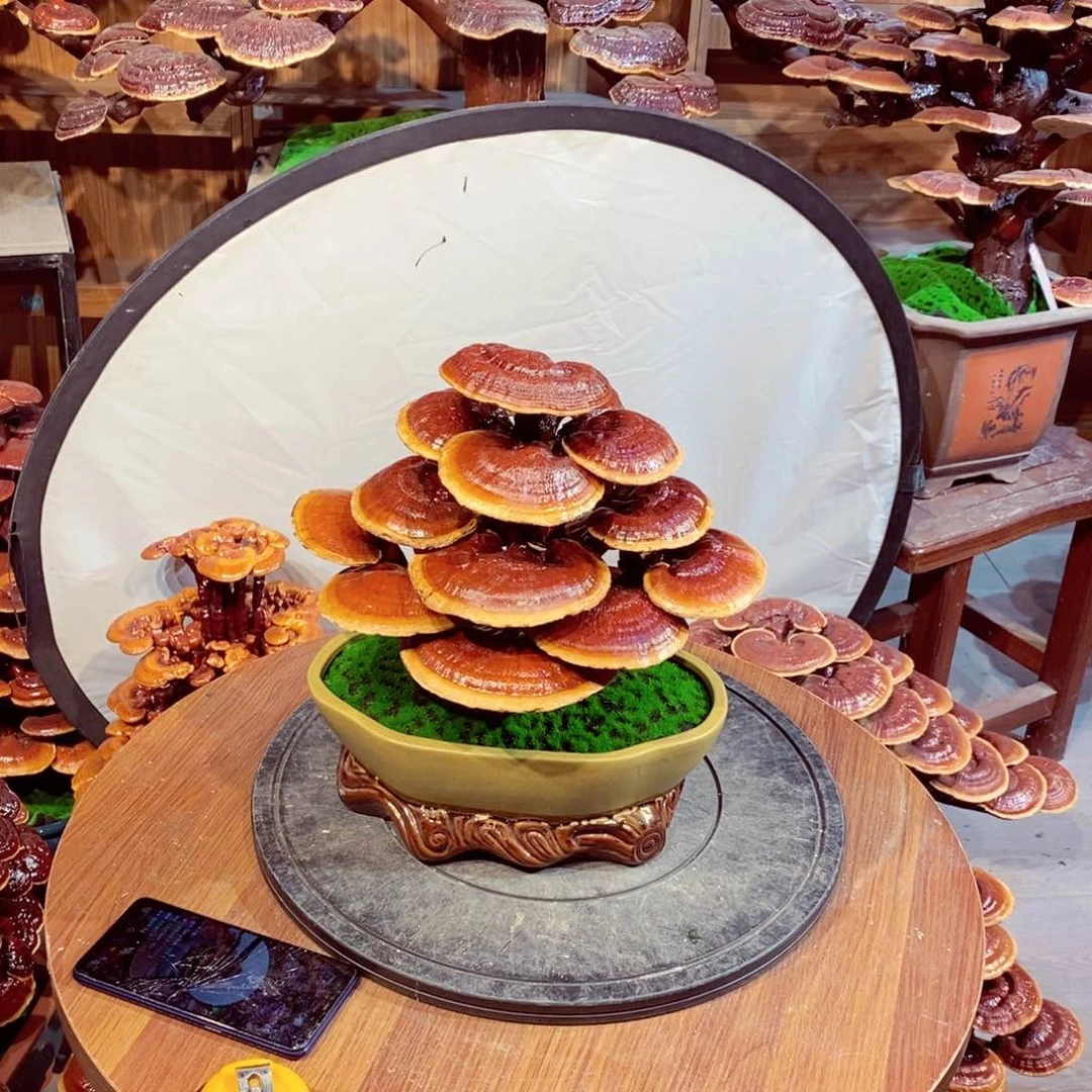 王****9发财树发财树发财树