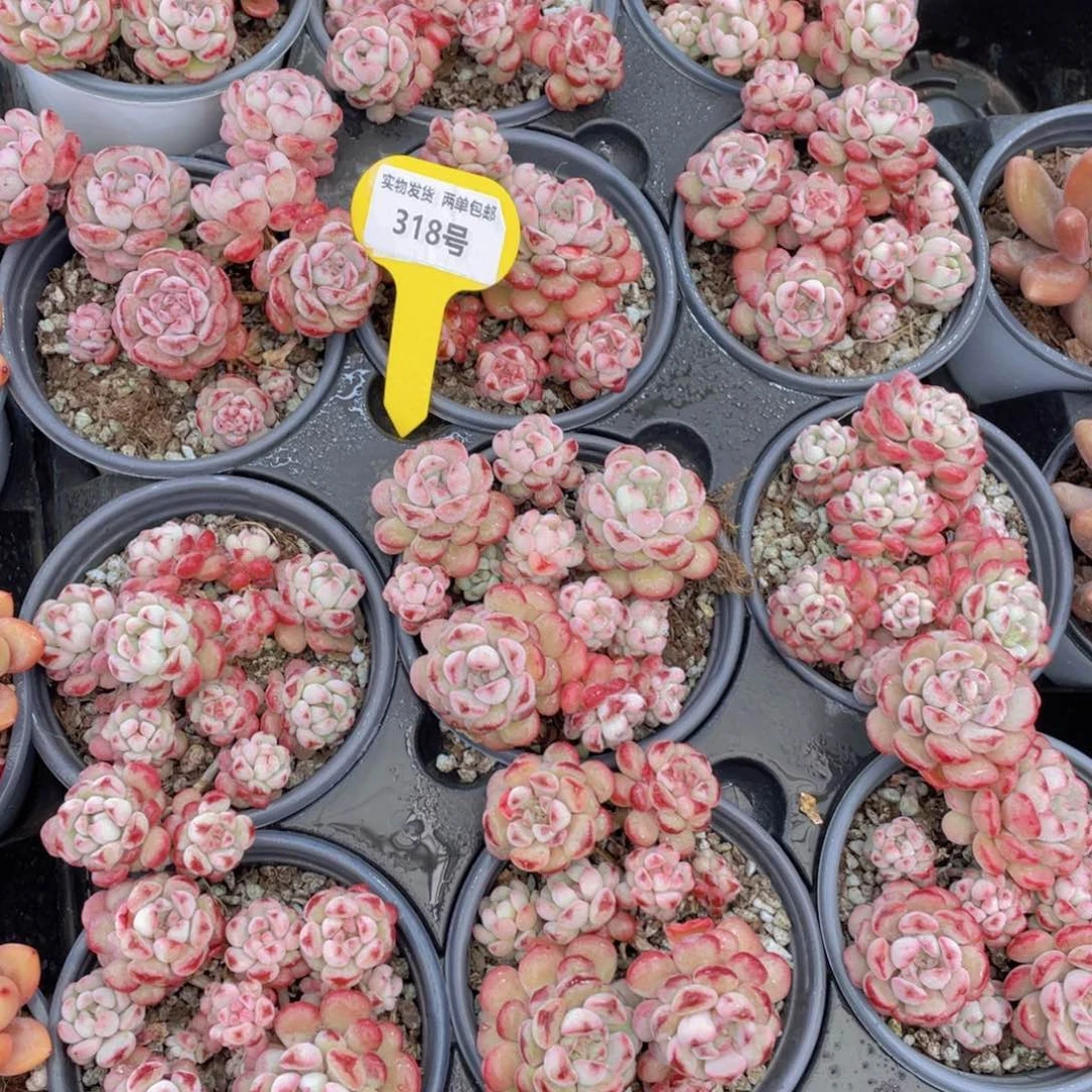 318号 丸叶萌豆老桩大群生一个