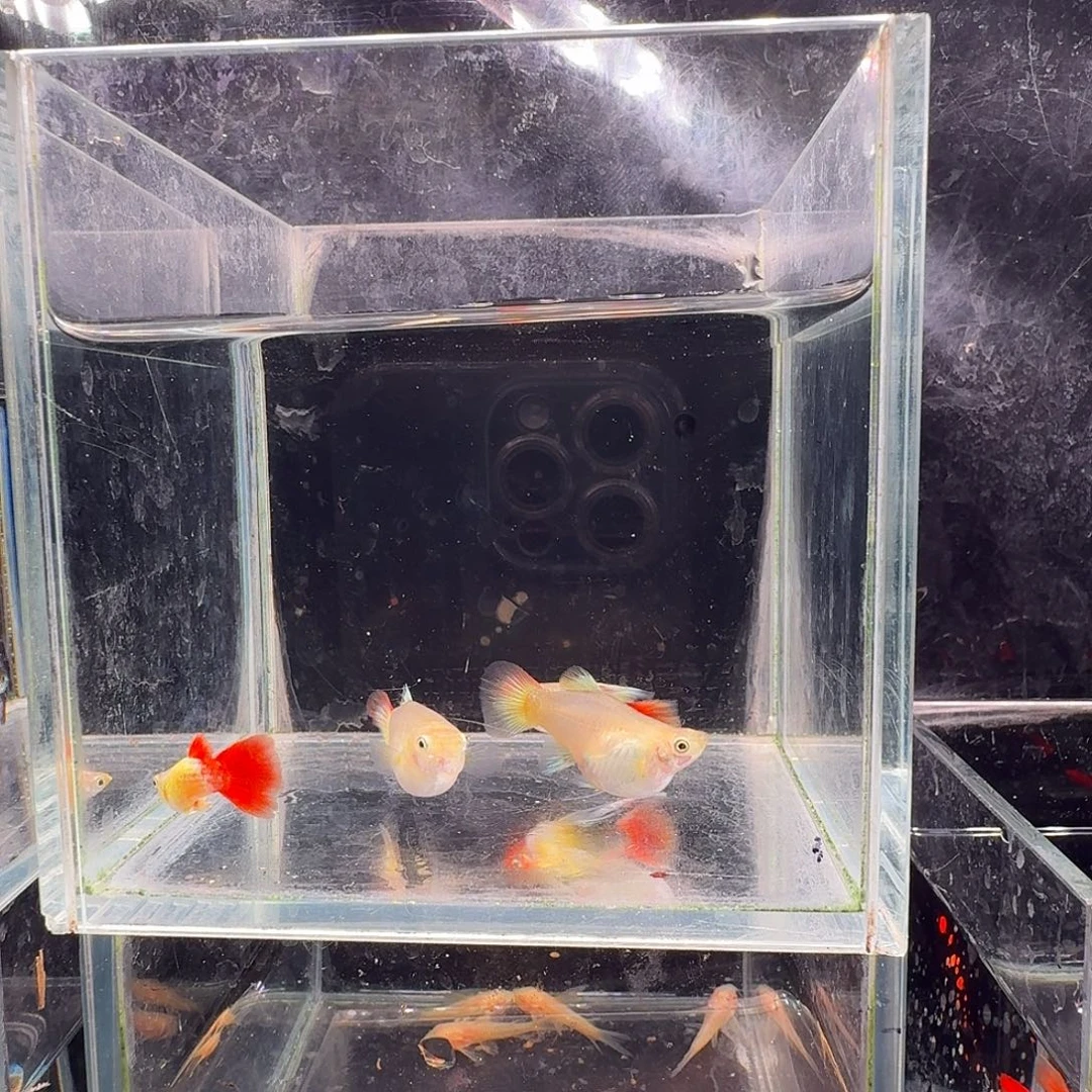 孔雀鱼圣诞2对孔雀鱼