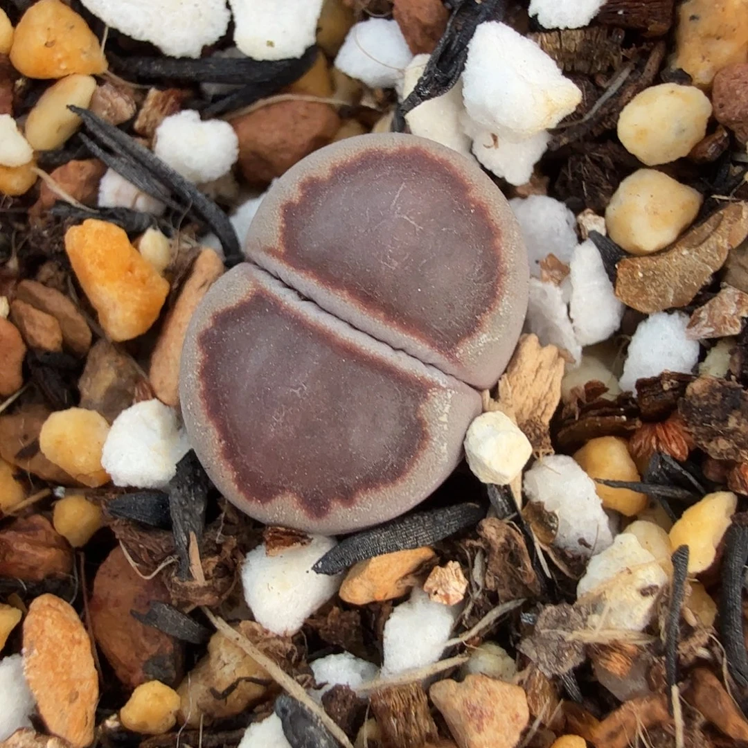 哈哈笑了啊你真的有098这个