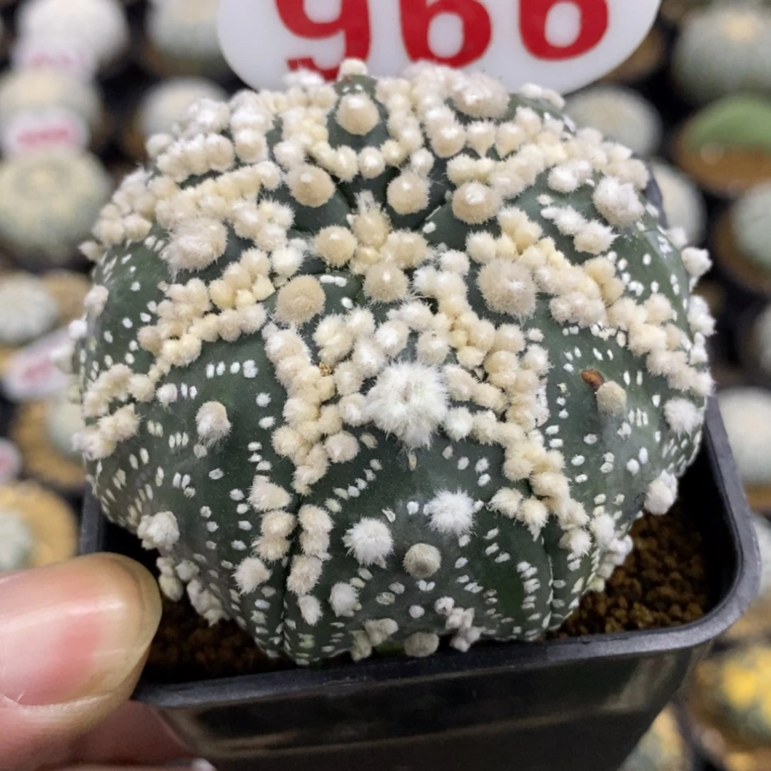 966海星花泉绒花园兜