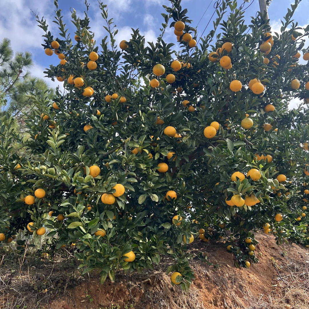福建省仙游高山桔柚，红土壤，高海拔种植，香甜多汁