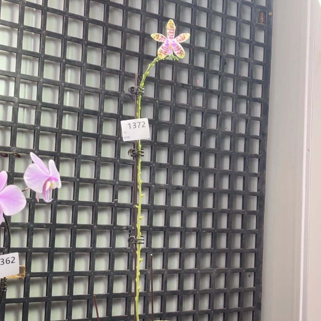 完全开放SWR盾交巴-1372