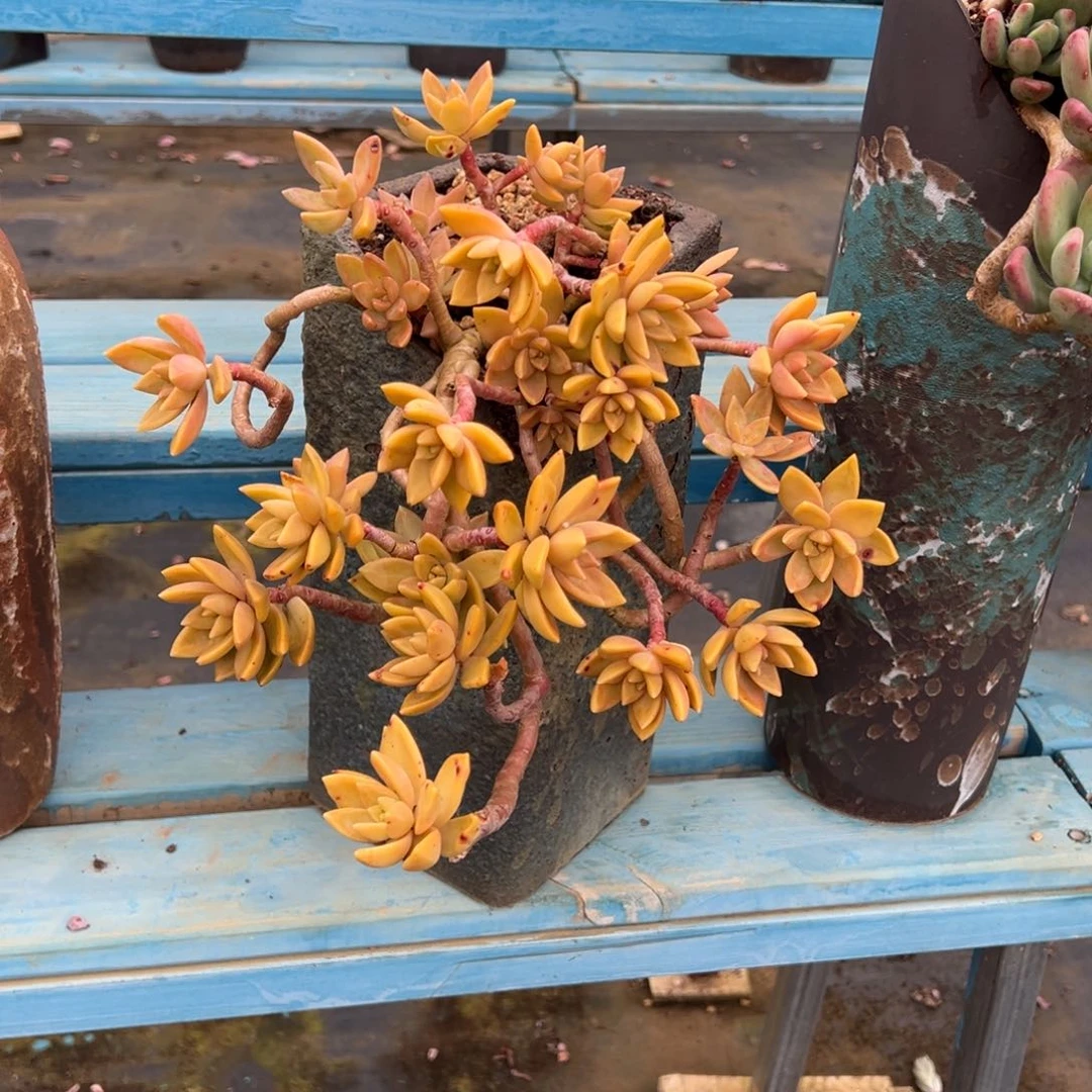 老桩悬崖明月裸根