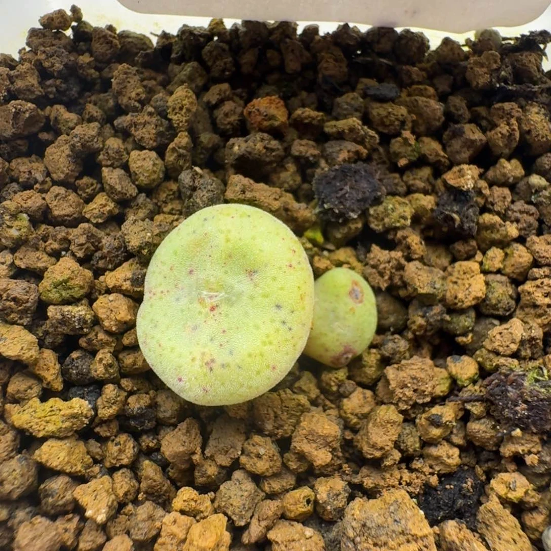 12号绿豆饼福利多肉。