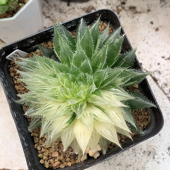 玉露带盆带土发货包邮