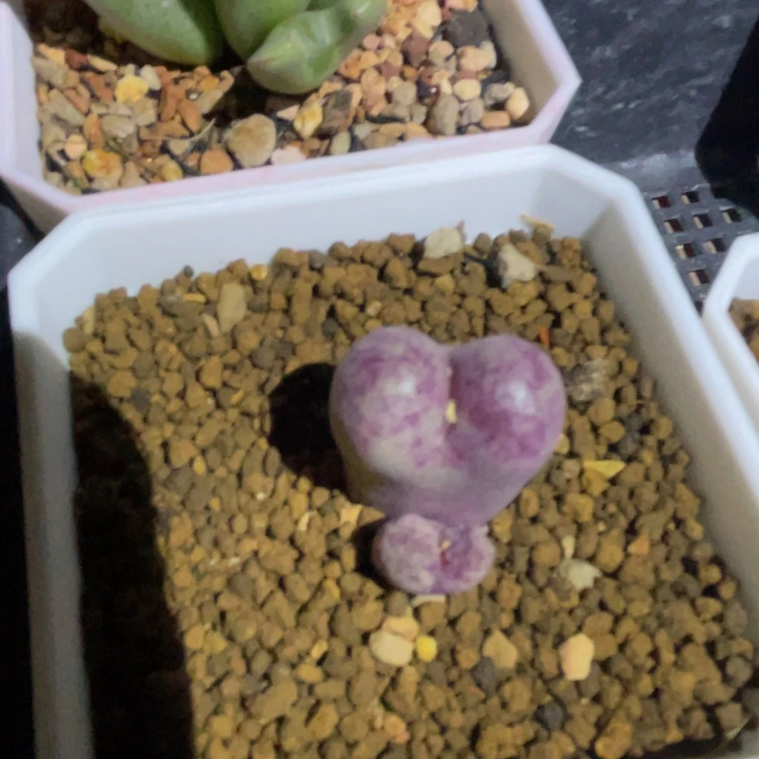 血红鲁提辖植物一物一拍