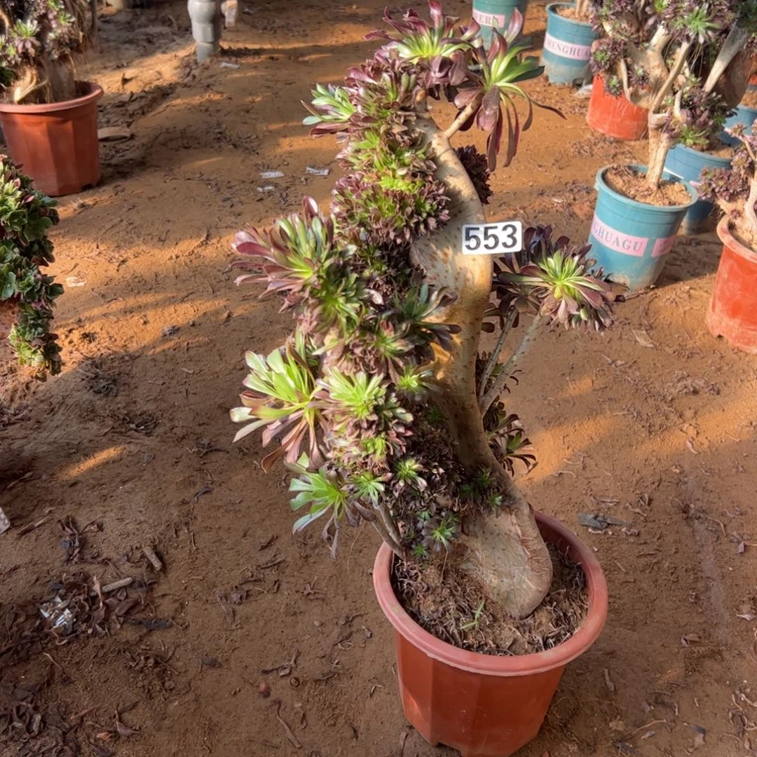 有伤黑缀553高度47厘米