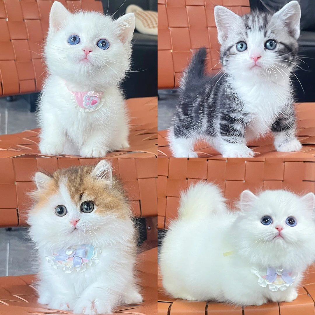 P城的矮脚猫活体猫咪链接