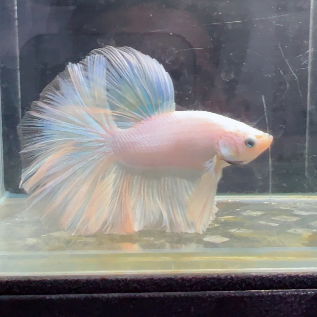 斗鱼浅色特殊尾hhhh