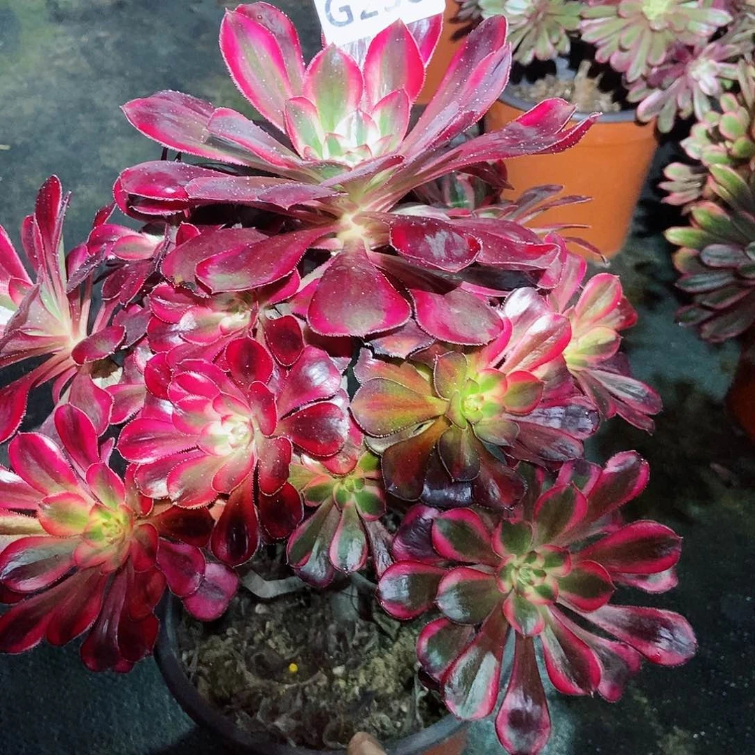 红陶238香奈儿3多肉