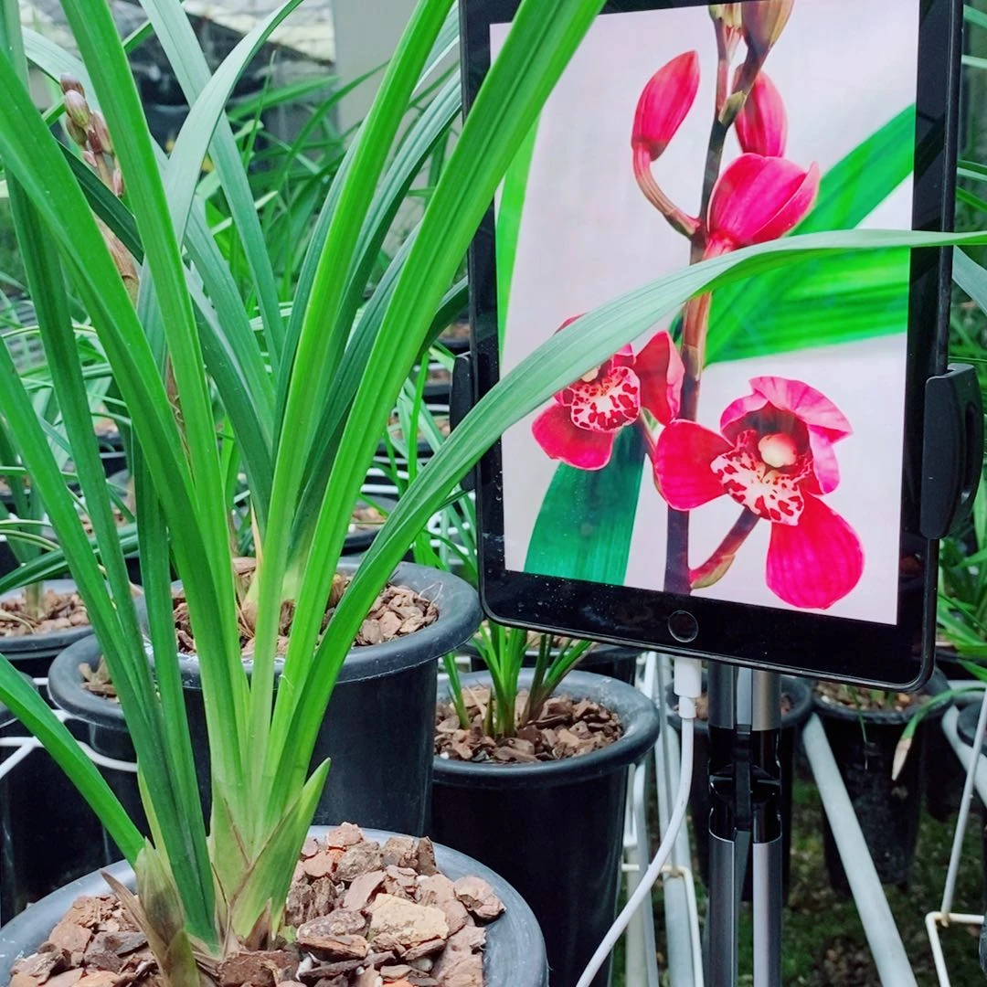 大部分花苞少量开放