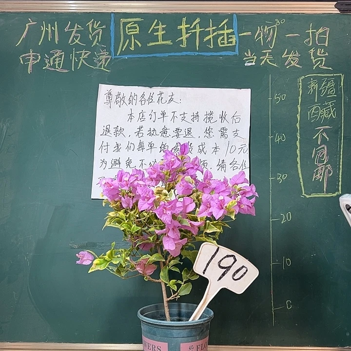 全部花苞金边浅紫190