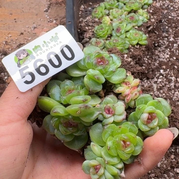 多肉植物多肉植物