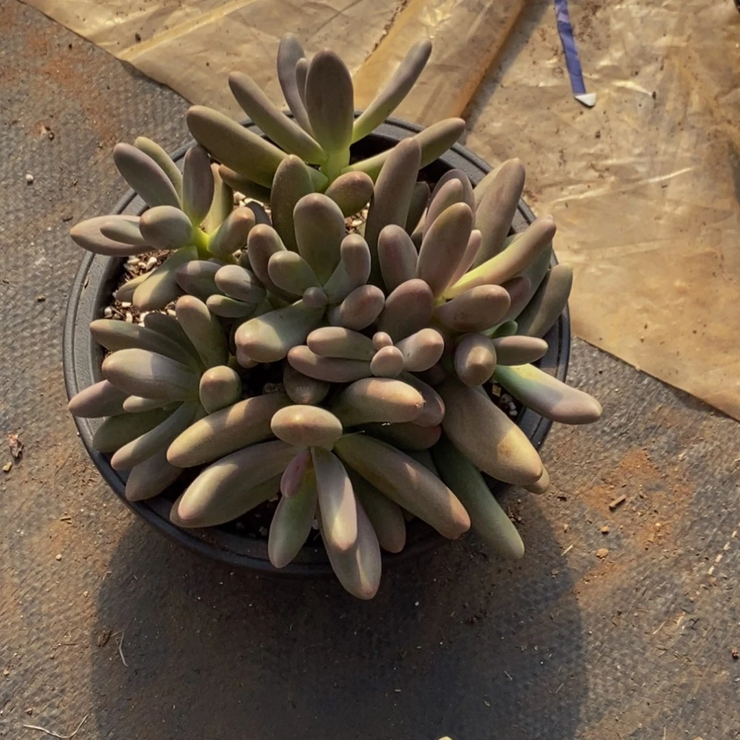 *️***48包邮一物一拍多肉植物