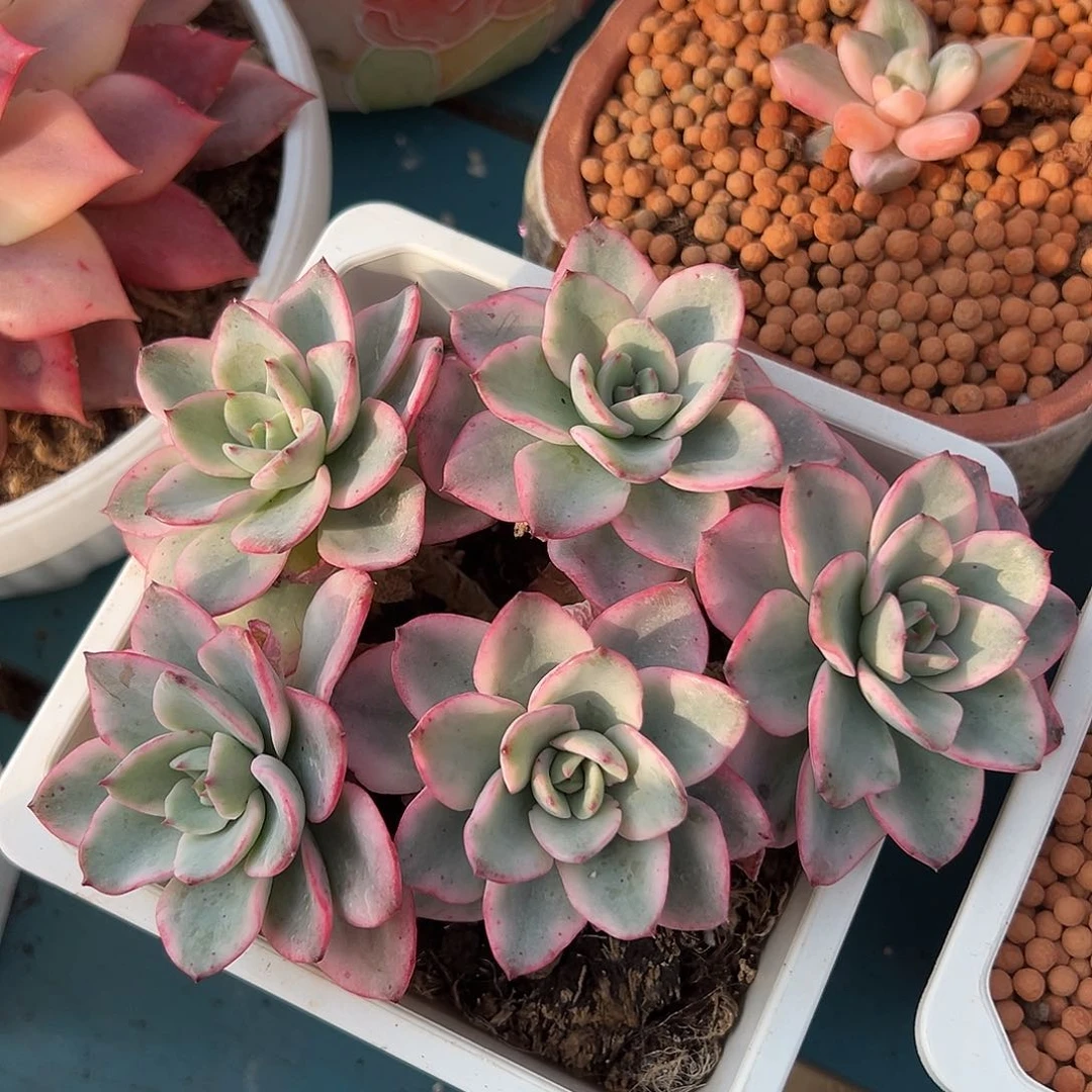 奶油黄桃锦覆轮锦群，有砍