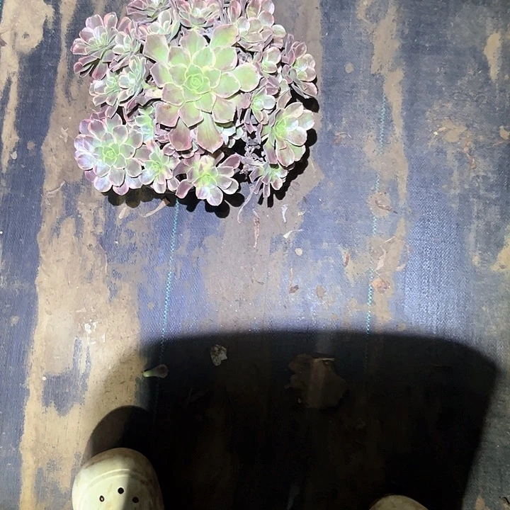 不售后法师一物一拍福利34