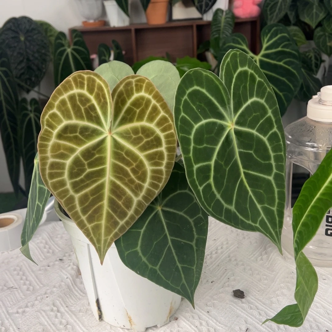 完全开放印尼密纹克莱恩（红心红脉）