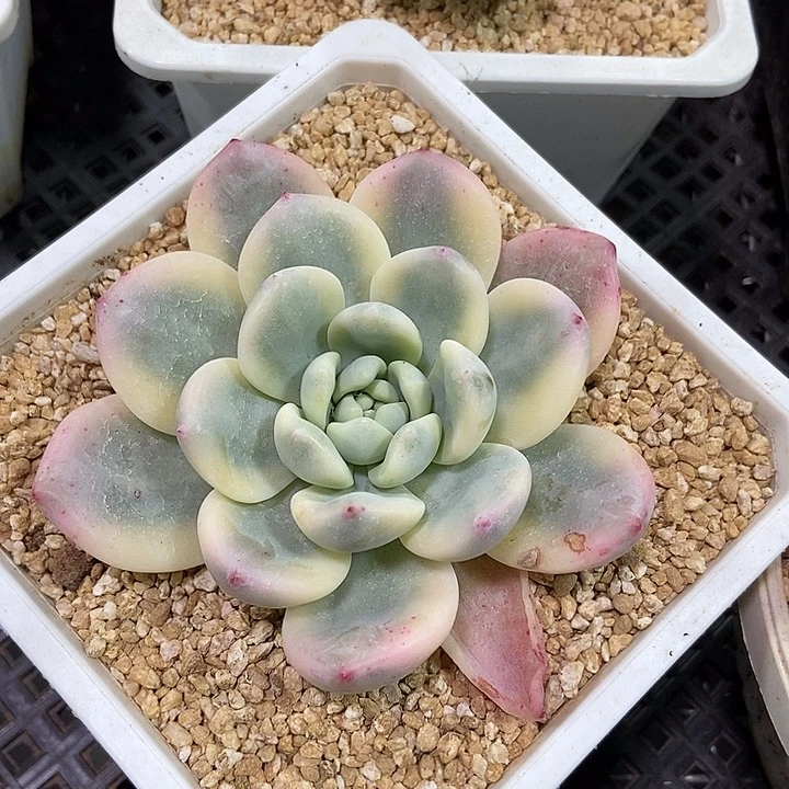 望舒锦多肉植物的