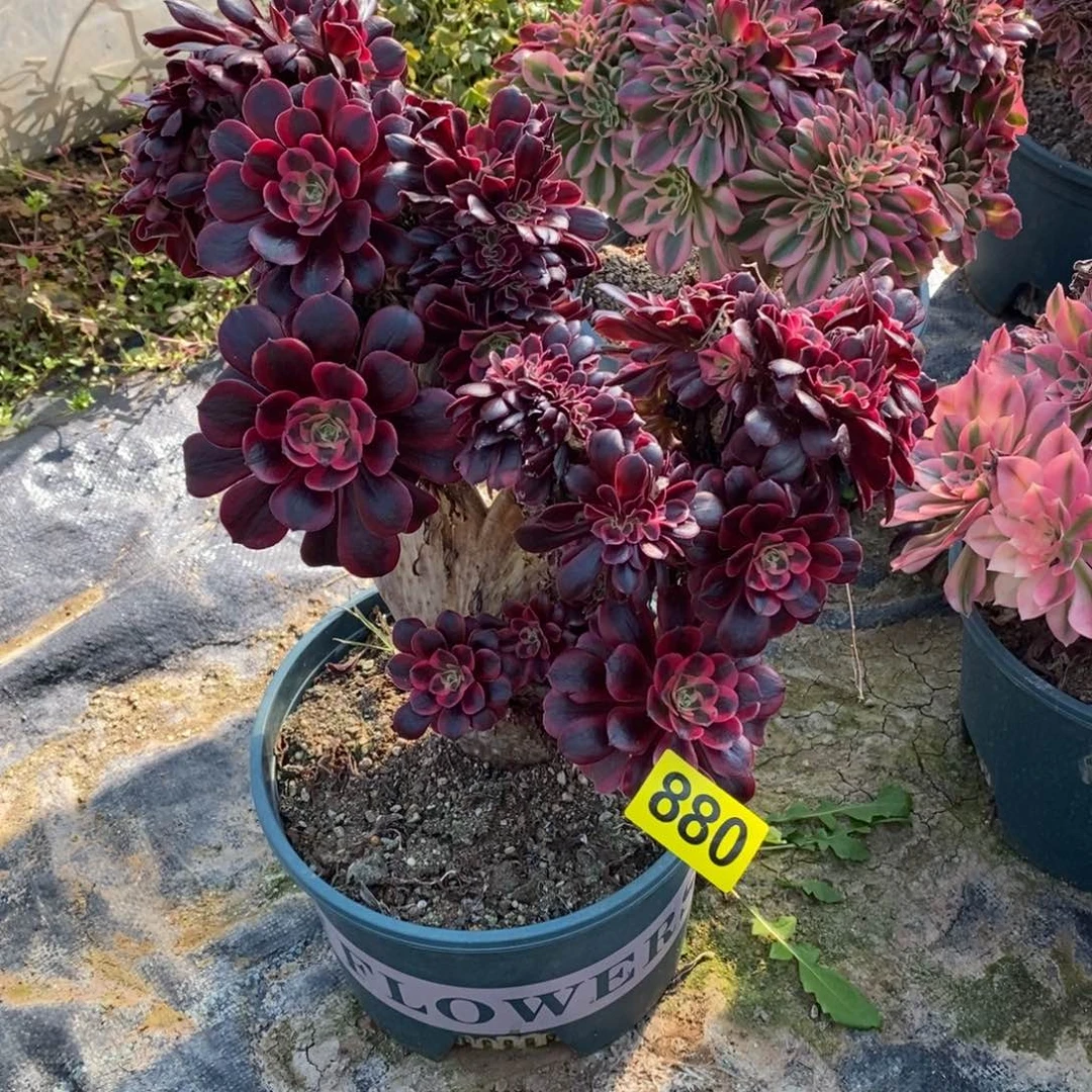 y*美杜莎缀多肉法师880