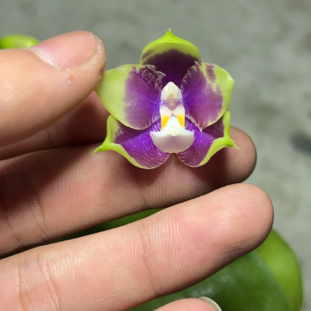 完全开放l311n6505