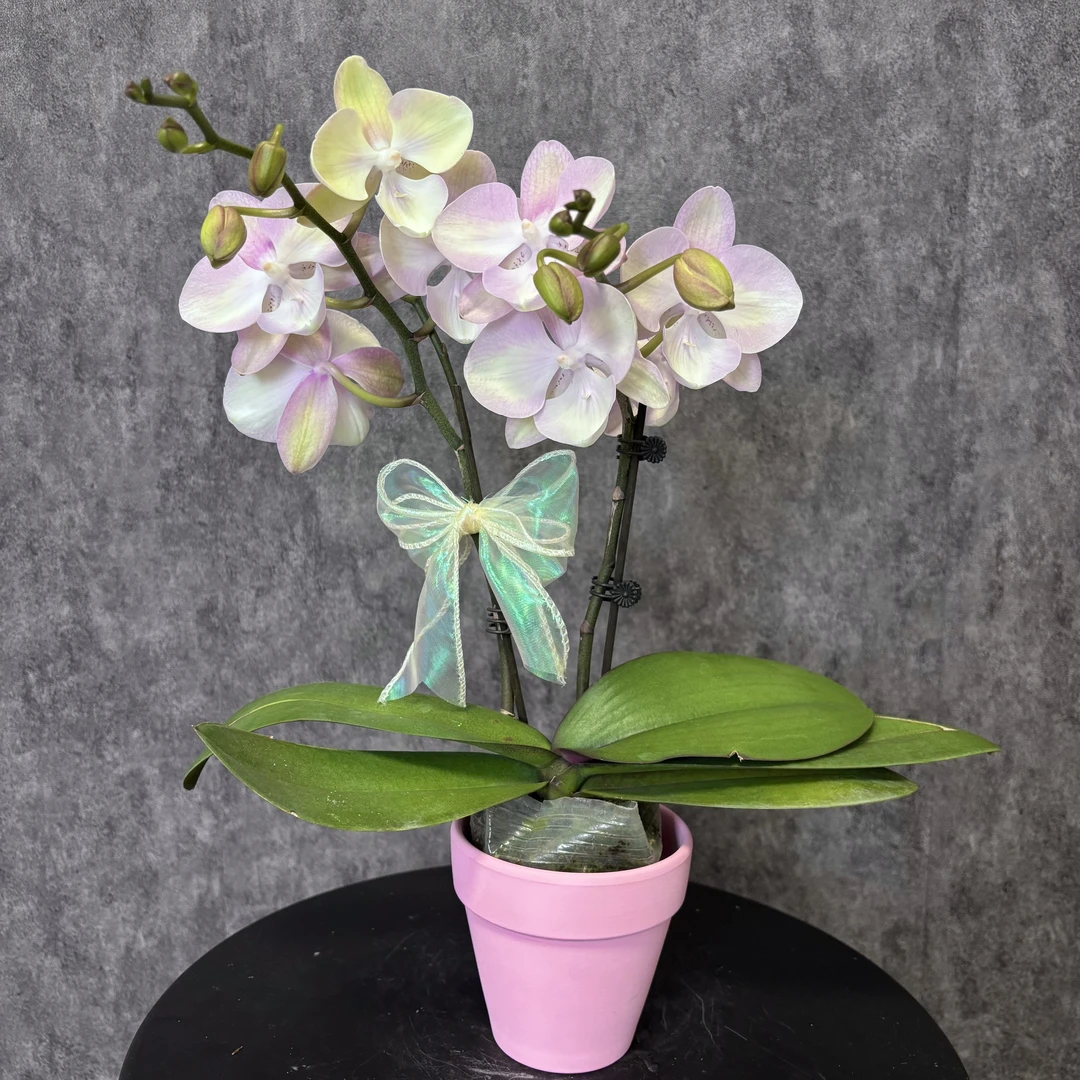 【威尼斯-蝴蝶兰】 夏日清新  好养花期长 送礼装饰 室内观赏花