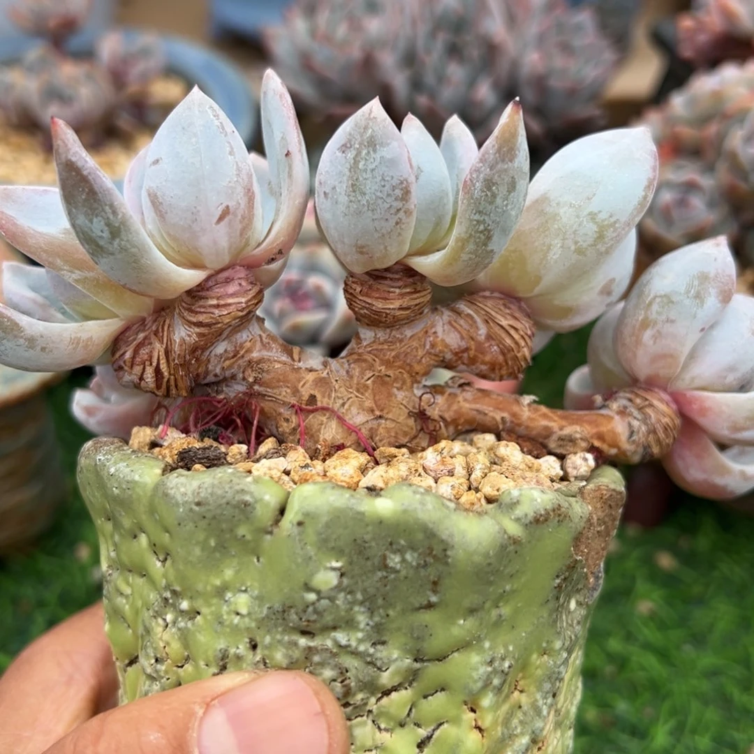 啊石榴籽星影小树福利六头