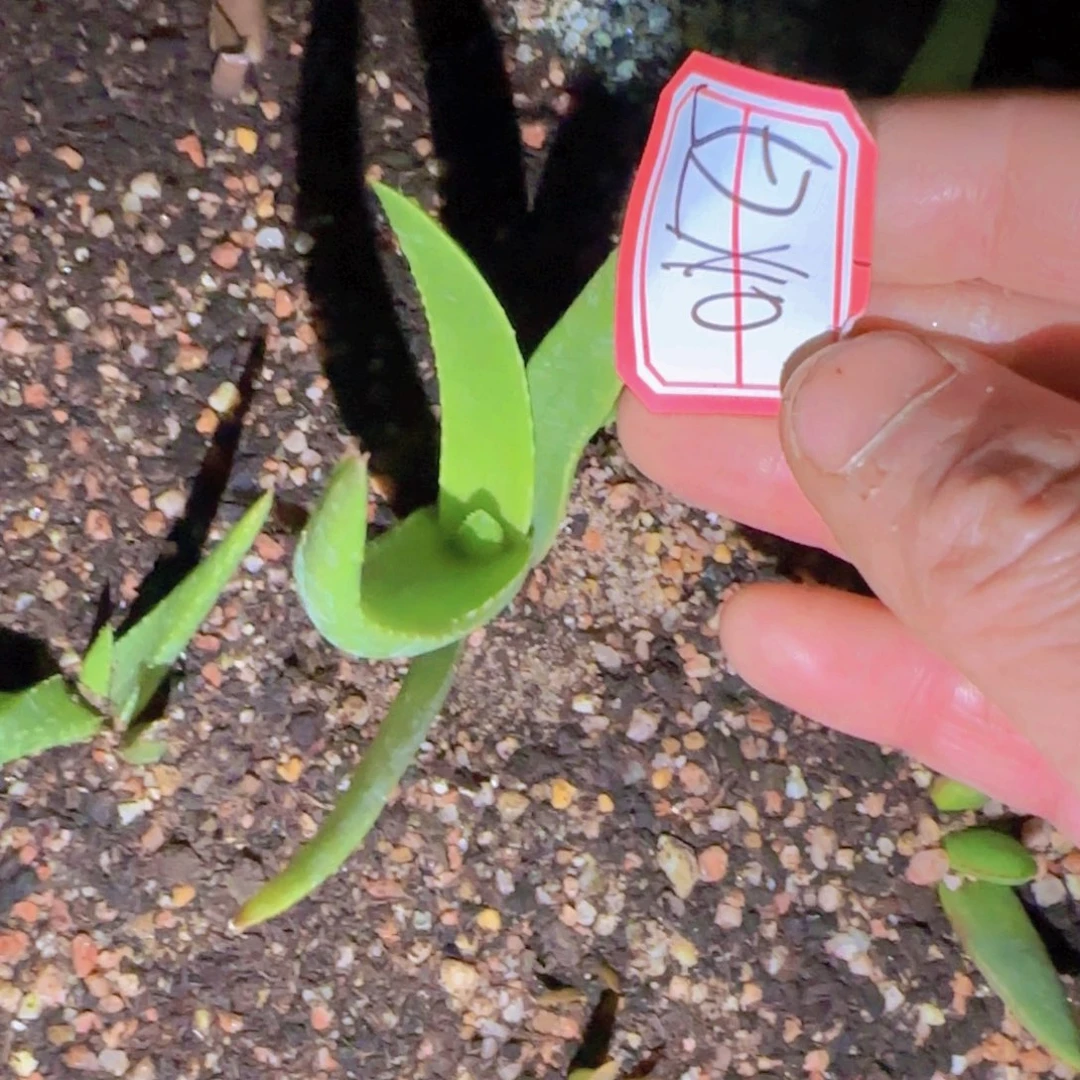 溜**了块根植物块根植物