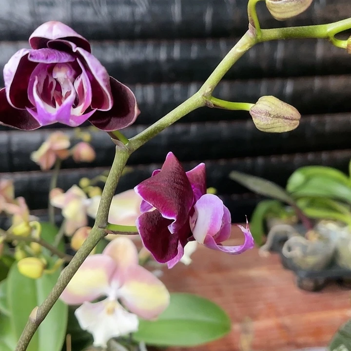 当前无花栽培后可以开花黑花