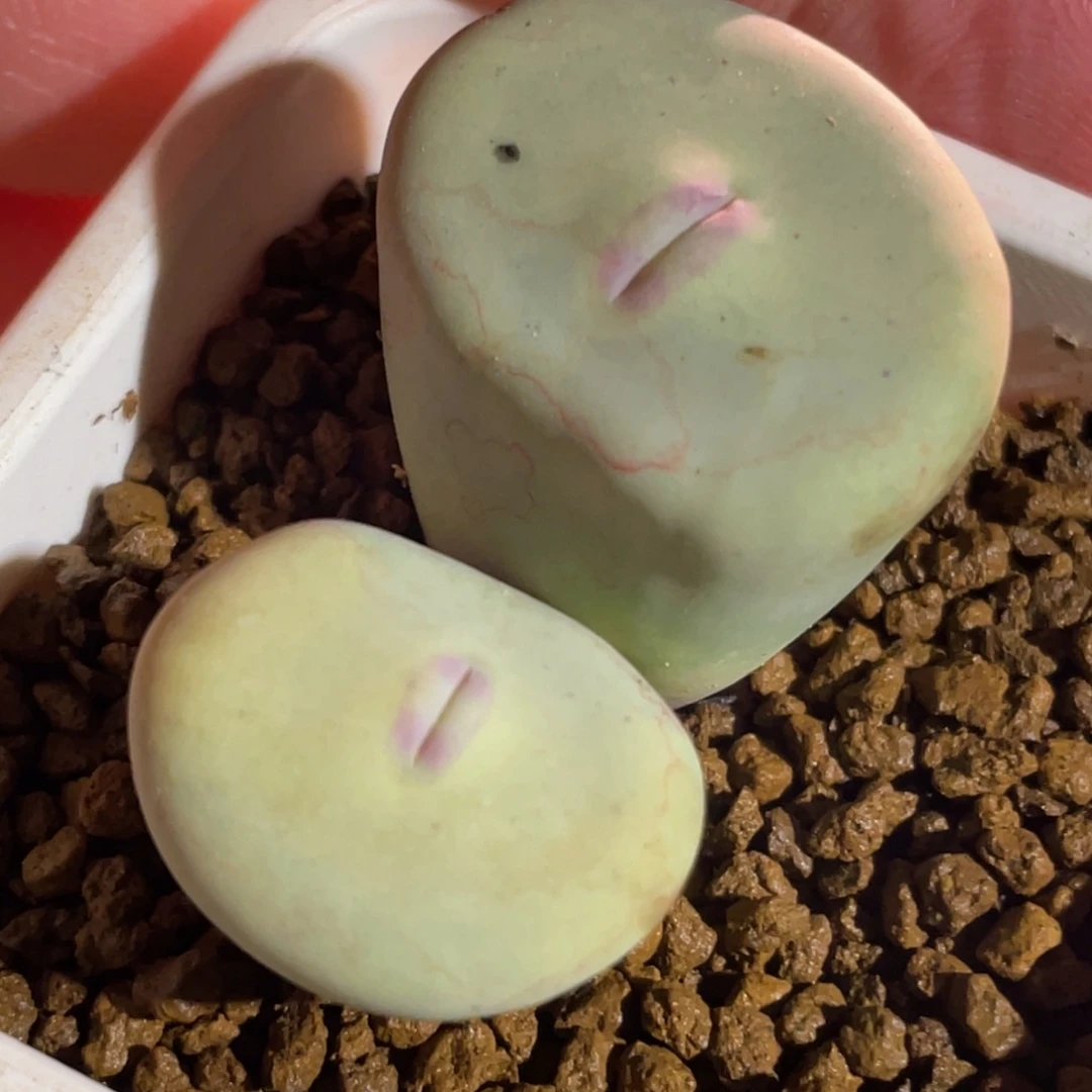 双头dows嘟嘟嘴植物一物一拍