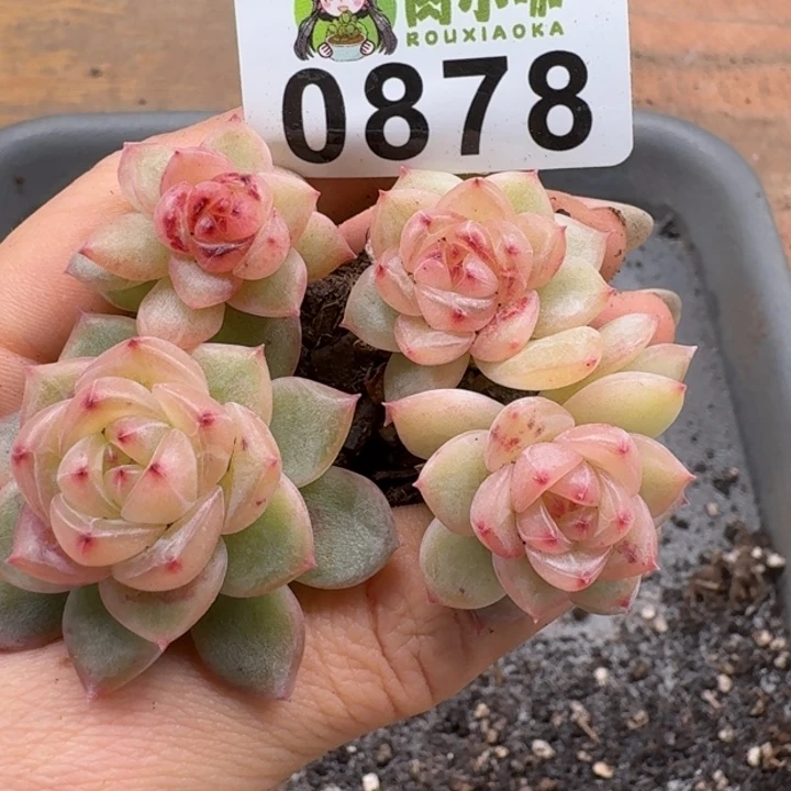 多肉植物多肉植物